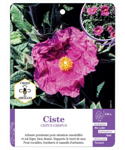 CISTUS CRISPUS voir Ciste