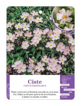 CISTUS PARVIFLORUS voir Ciste