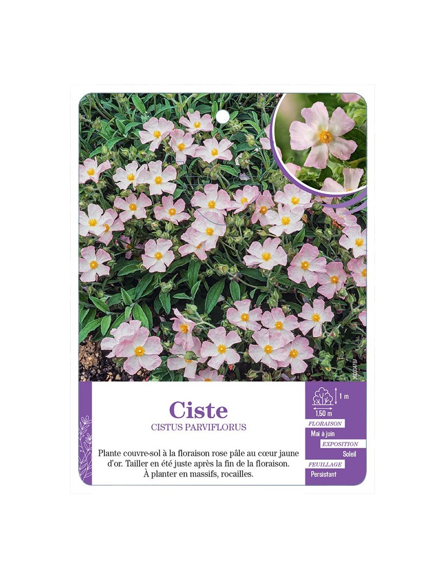 CISTUS PARVIFLORUS voir Ciste