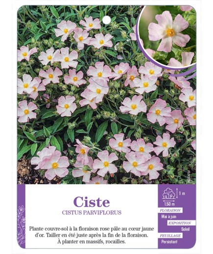 CISTUS PARVIFLORUS voir Ciste
