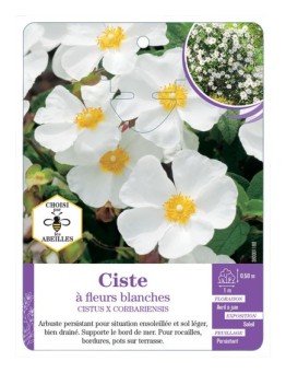CISTUS X CORBARIENSIS voir Ciste à fleurs blanches