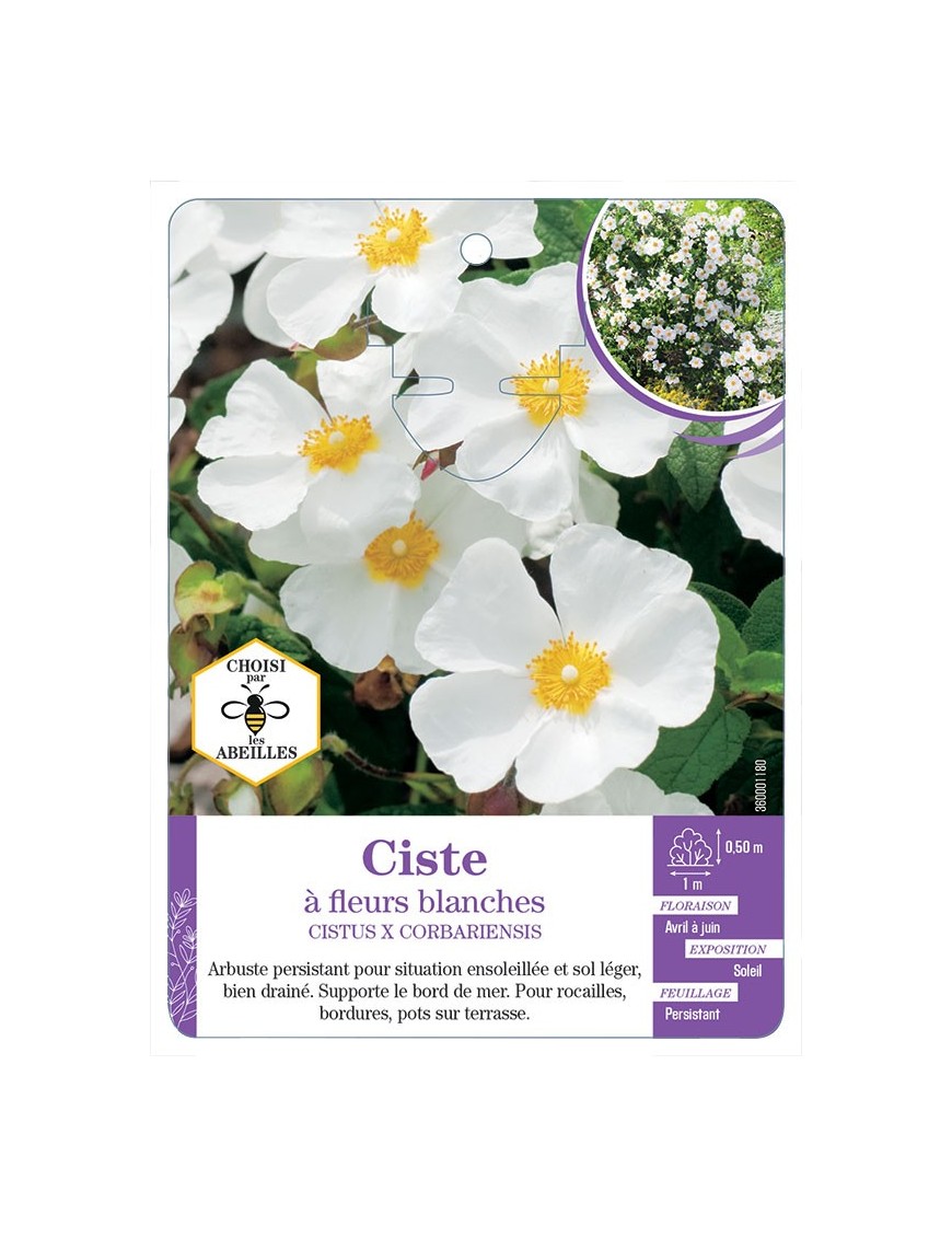 CISTUS X CORBARIENSIS voir Ciste à fleurs blanches