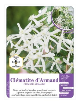 CLEMATIS ARMANDII Clématite d’Armand