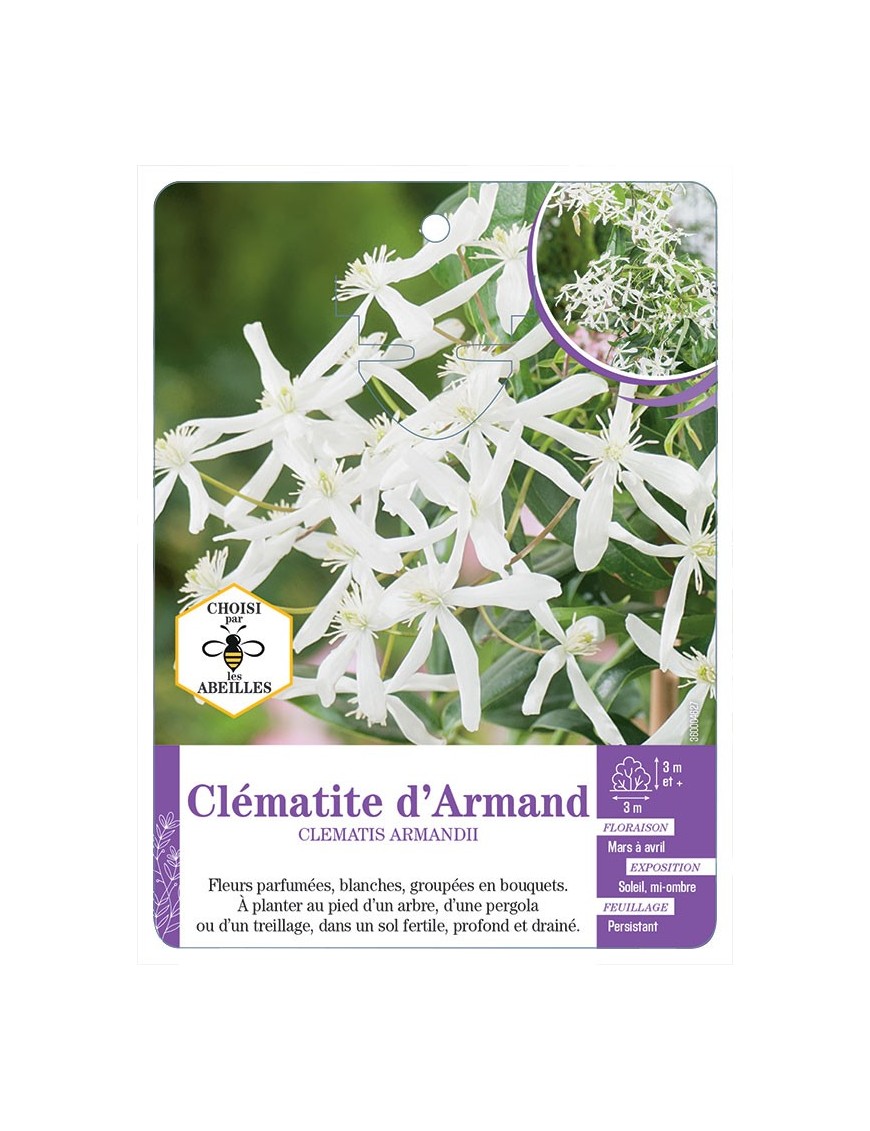 CLEMATIS ARMANDII Clématite d’Armand