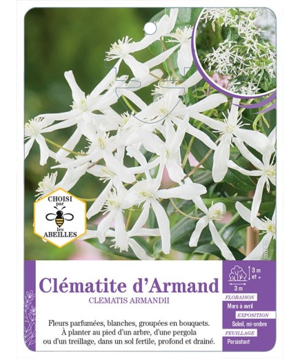 CLEMATIS ARMANDII Clématite d’Armand
