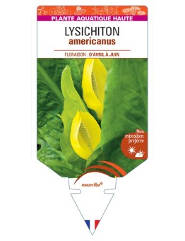 LYSICHITON americanus