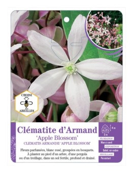 CLEMATIS ARMANDII APPLE BLOSSOM Clématite d’Armand