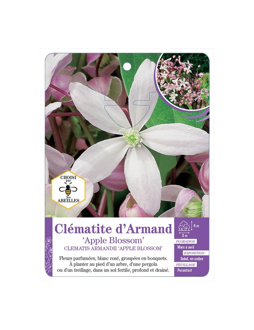 CLEMATIS ARMANDII APPLE BLOSSOM Clématite d’Armand