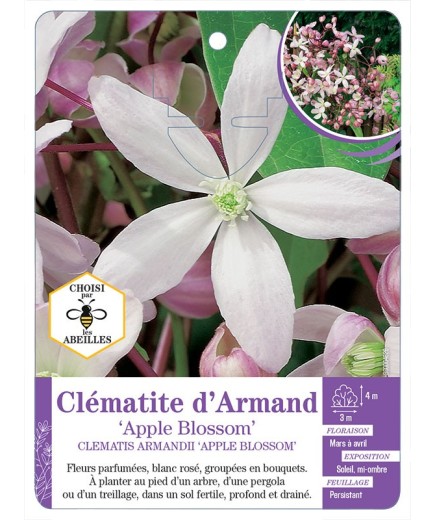 CLEMATIS ARMANDII APPLE BLOSSOM Clématite d’Armand