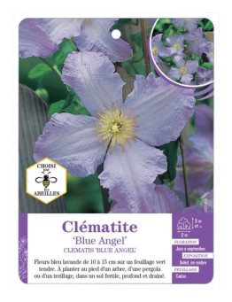 CLEMATIS BLUE ANGEL