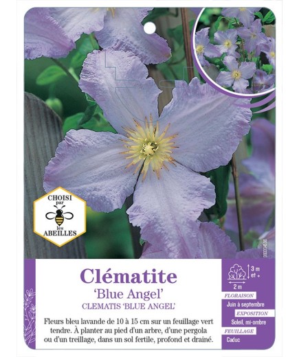 CLEMATIS BLUE ANGEL
