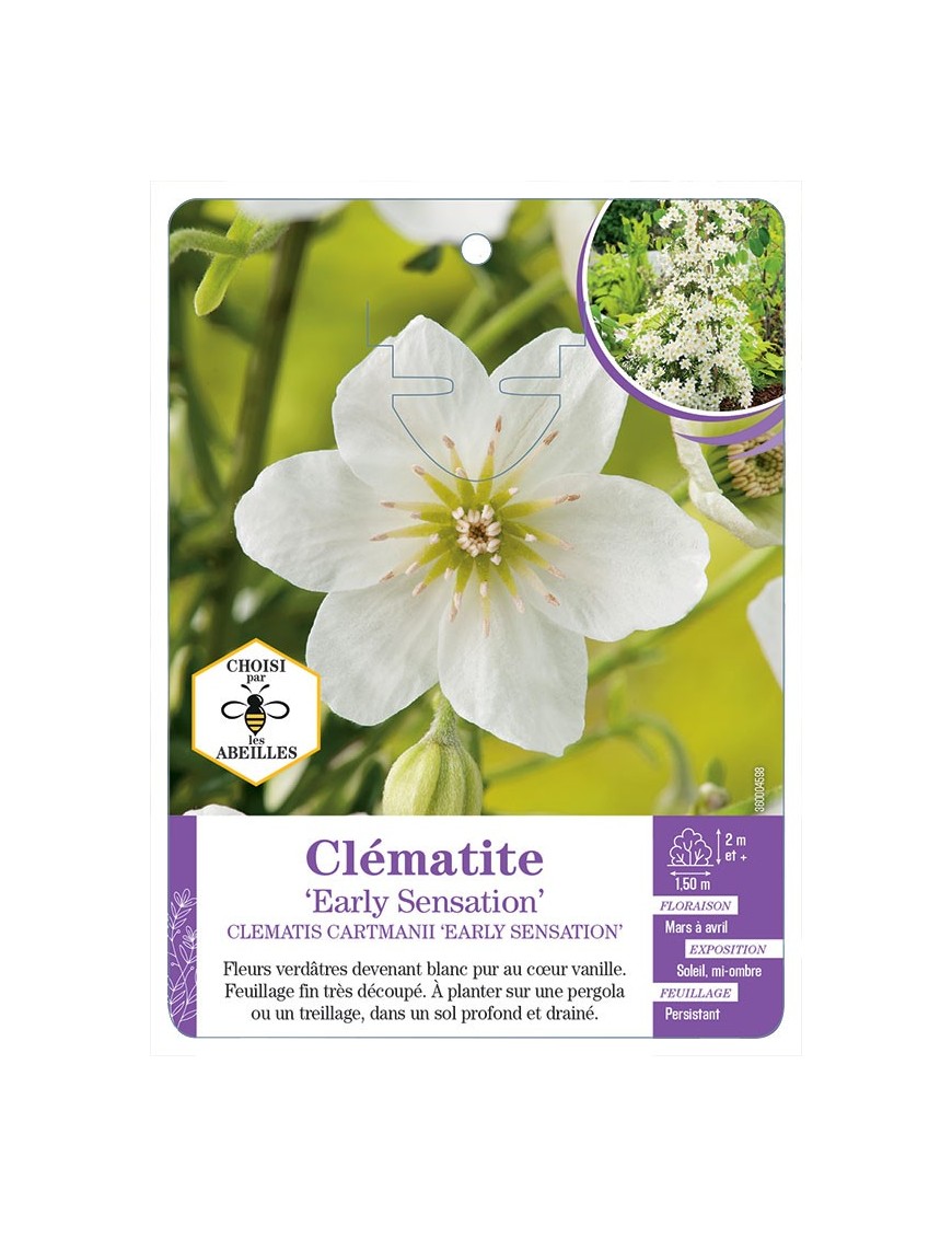 CLEMATIS CARTMANII EARLY SENSATION