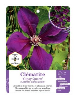 CLEMATIS GIPSY QUEEN