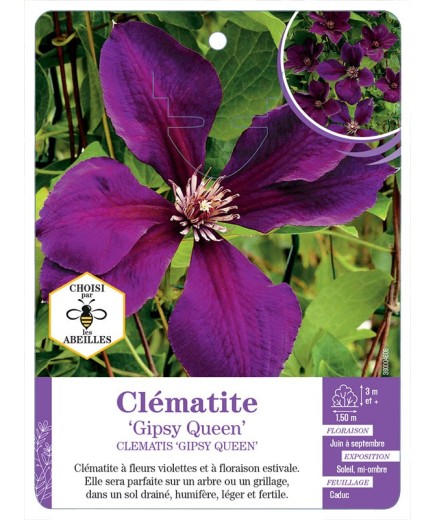 CLEMATIS GIPSY QUEEN