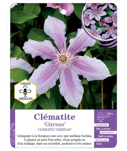 CLEMATIS GIRENAS