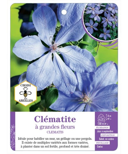 CLEMATIS grandes fleurs (bleu clair)