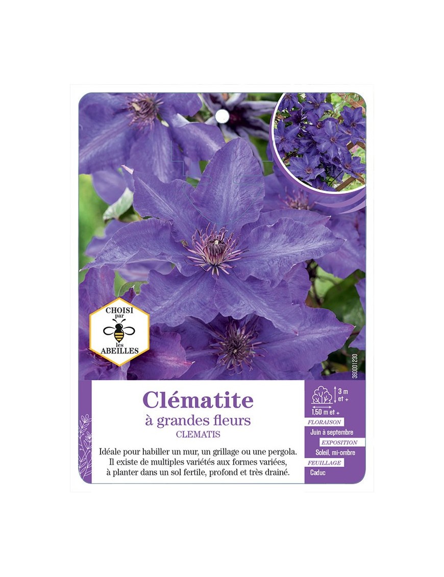 CLEMATIS grandes fleurs (bleu violet)