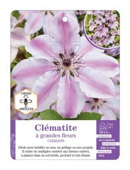 CLEMATIS grandes fleurs (rose et blanc)