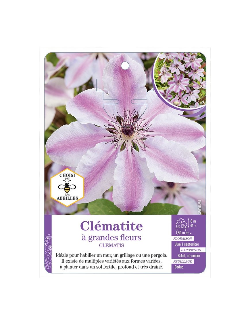 CLEMATIS grandes fleurs (rose et blanc)