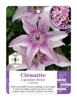 CLEMATIS grandes fleurs (rose tendre)