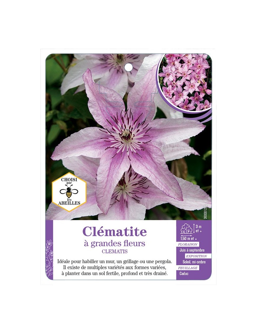 CLEMATIS grandes fleurs (rose tendre)