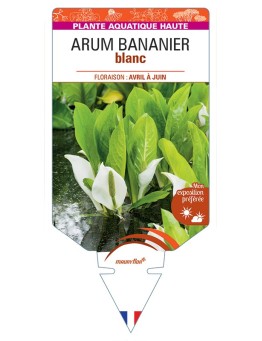LYSICHITON camtschatcensis voir Arum Bananier blanc