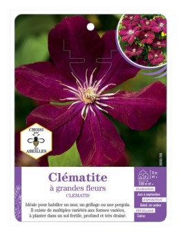 CLEMATIS grandes fleurs (rouge très foncé)