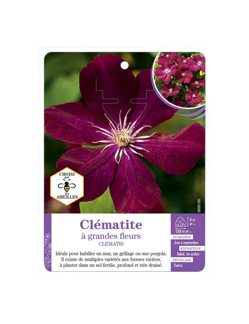 CLEMATIS grandes fleurs (rouge très foncé)