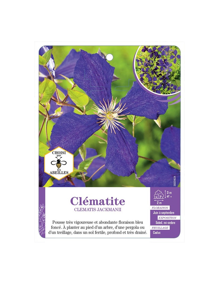 CLEMATIS JACKMANII