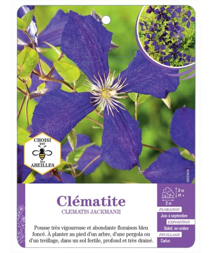 CLEMATIS JACKMANII
