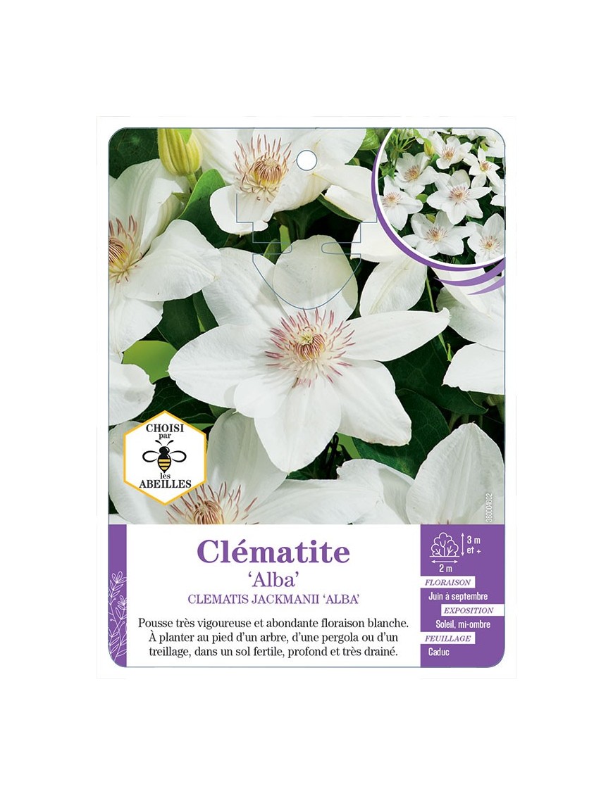 CLEMATIS JACKMANII ALBA