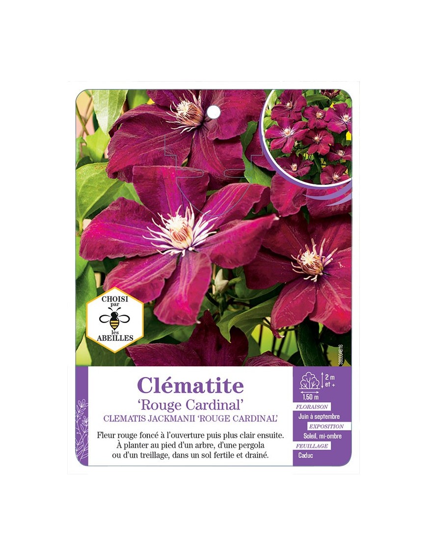 CLEMATIS JACKMANII ROUGE CARDINAL