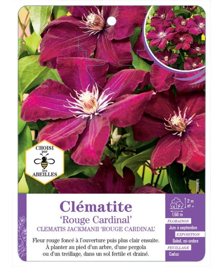 CLEMATIS JACKMANII ROUGE CARDINAL