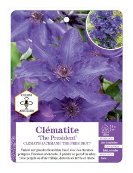CLEMATIS JACKMANII THE PRESIDENT