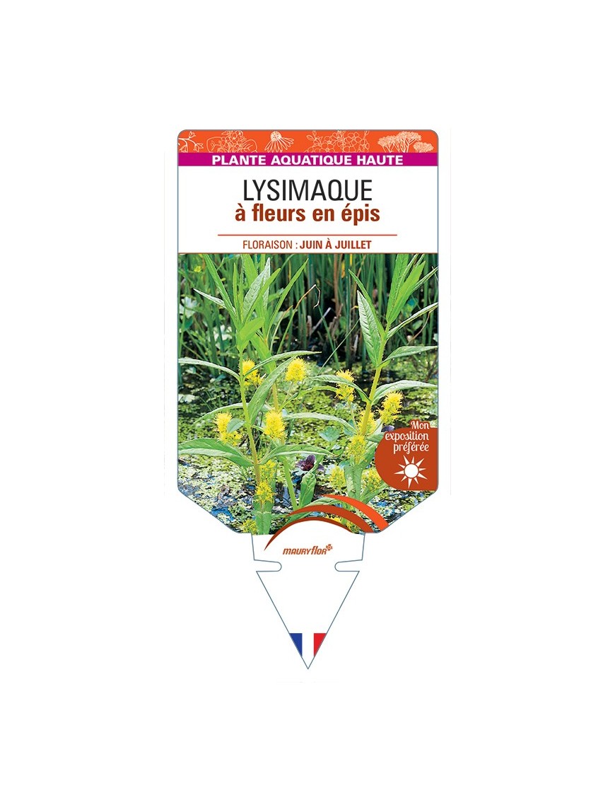 LYSIMACHIA thyrsiflora voir Lysimaque à fleurs en épis