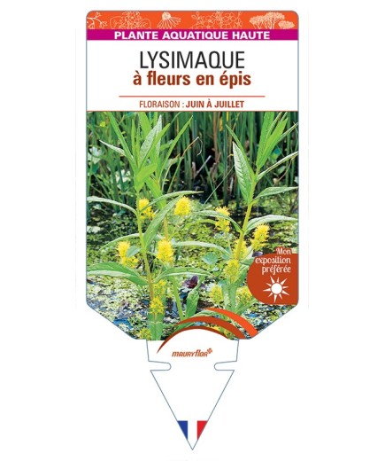 LYSIMACHIA thyrsiflora voir Lysimaque à fleurs en épis