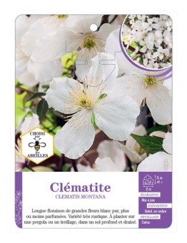 CLEMATIS MONTANA (blanc)