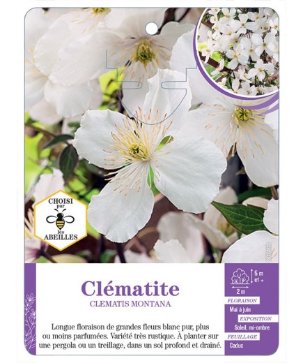 CLEMATIS MONTANA (blanc)