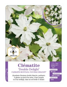 CLEMATIS MONTANA DOUBLE DELIGHT