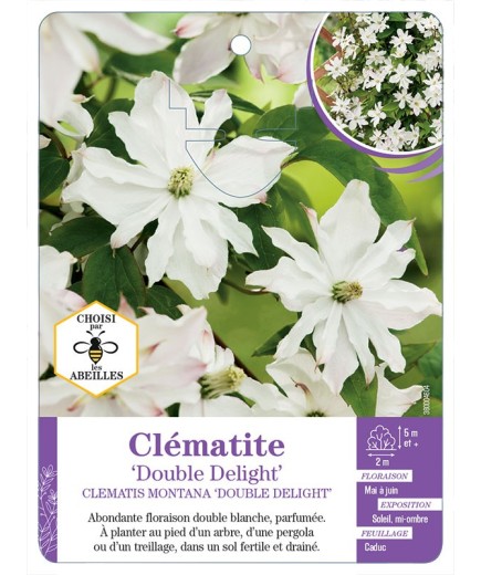 CLEMATIS MONTANA DOUBLE DELIGHT
