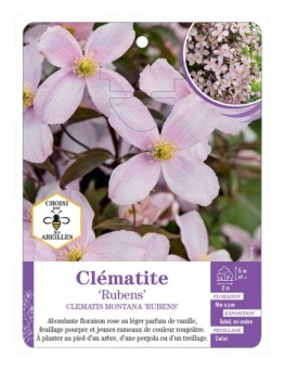 CLEMATIS MONTANA RUBENS