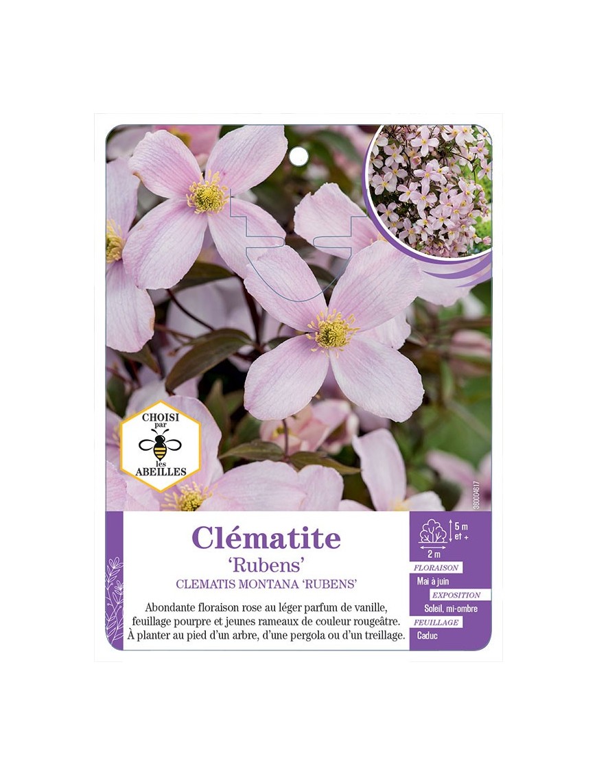 CLEMATIS MONTANA RUBENS
