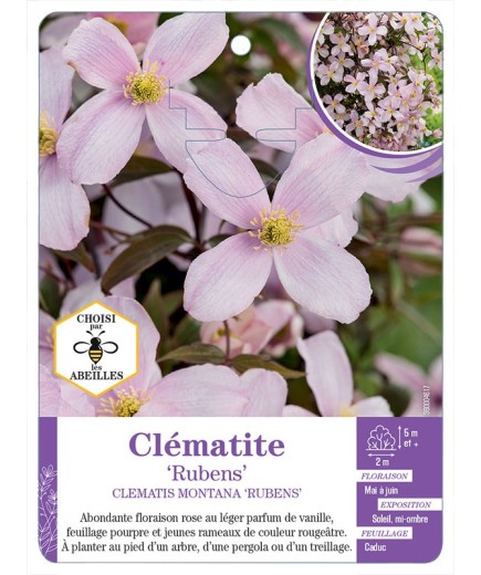 CLEMATIS MONTANA RUBENS