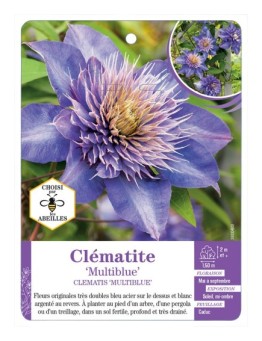CLEMATIS MULTIBLUE
