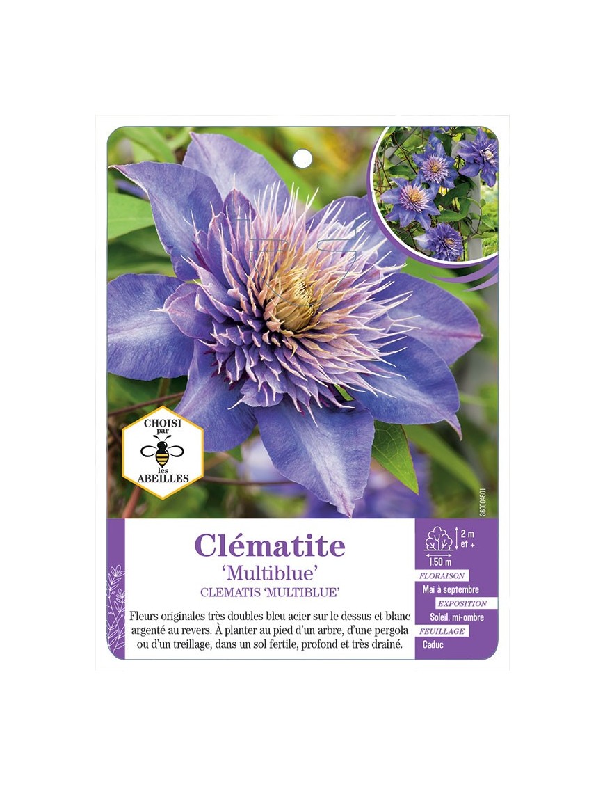 CLEMATIS MULTIBLUE