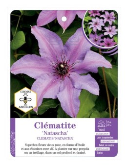 CLEMATIS NATASCHA