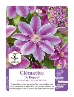 CLEMATIS PATENS DR RUPPEL