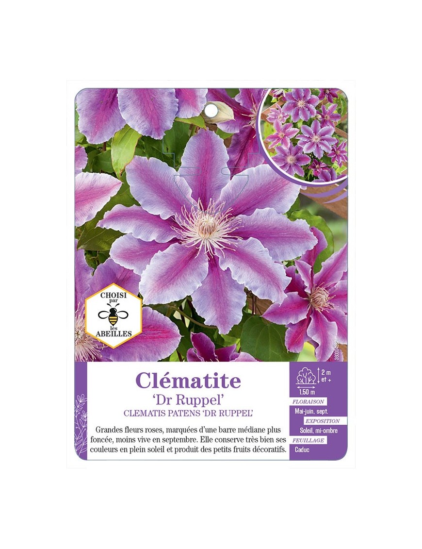 CLEMATIS PATENS DR RUPPEL