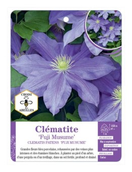 CLEMATIS PATENS FUJI MUSUME