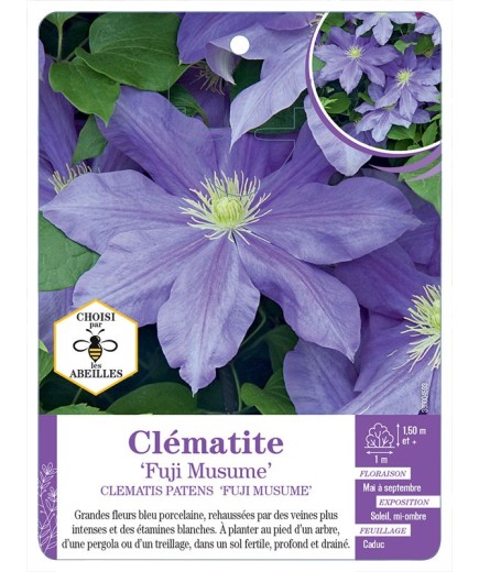 CLEMATIS PATENS FUJI MUSUME
